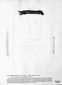 Sphaeria micula image